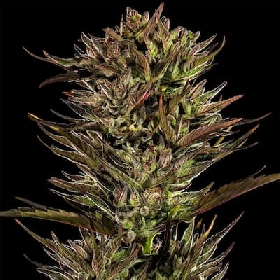 Thin Mint x Sour Pinot Auto > Barney's Farm